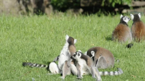 A group of ring tailed lemurs Stock Footage 567277