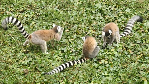 Group Of Ring Tailed Lemurs Foraging For Food, Madagascar Stock Footage 122315329