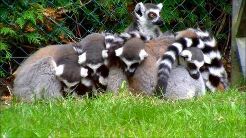 Group of ring tailed Lemurs huddled together at a zoo Stock Footage 92473514