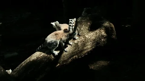 Group of ring-tailed lemurs - Lemur catta - gathered on a fallen tree in partial Stock Footage 342510340