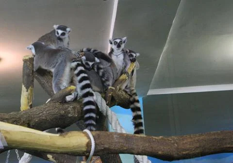 A group of ring tailed lemurs Lemur catta sleeping on a tree. A group of cute Stock Photos