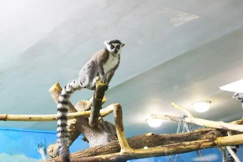 A group of ring tailed lemurs Lemur catta sleeping on a tree. A group of cute Stock Photos