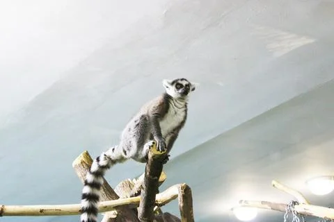 A group of ring tailed lemurs Lemur catta sleeping on a tree. A group of cute Stock Photos