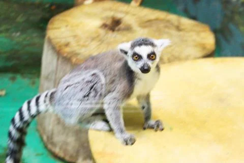 A group of ring tailed lemurs Lemur catta sleeping on a tree. A group of cute Stock Photos