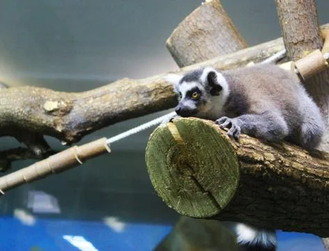 A group of ring tailed lemurs Lemur catta sleeping on a tree. A group of cute Stock Photos