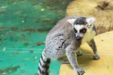 A group of ring tailed lemurs Lemur catta sleeping on a tree. A group of cute Stock Photos