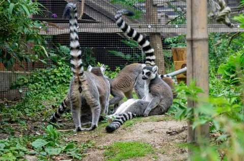 Group of ring tailed lemurs Stock Photos