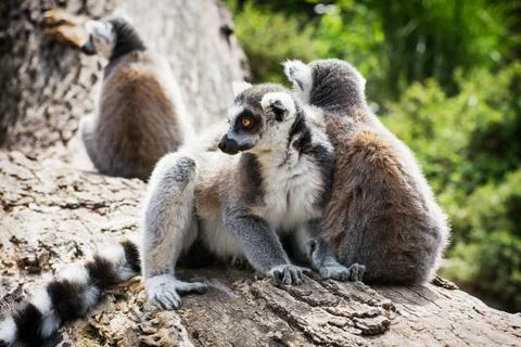 Group of ring-tailed lemurs resting on the tree trunk Stock Photos