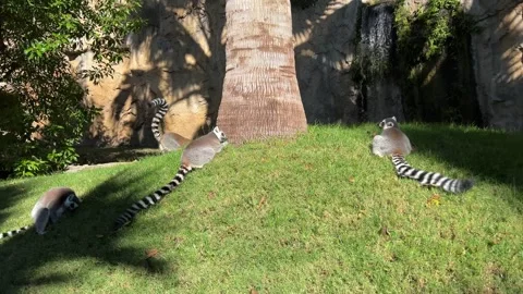 Group of ring-tailed lemurs sitting on grass near palm tree on sun Stock Footage 302922696