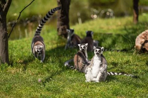 Group of Ring-tailed lemurs sitting and walking over green grass Stock Photos