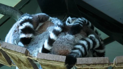 Group of ring-tailed lemurs sleeping together (4K) Video stock 99343401