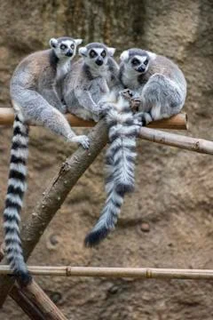 Group of Ring-Tailed Lemurs Socializing Together Stock Photos