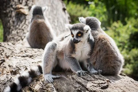 Group of ring-tailed lemurs on the tree trunk Stock Photos