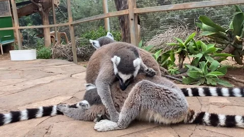 Group of Ring-tailed lemurs wash each other, one lemur closes the camera with Stock Footage 248707419