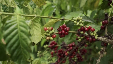Group of ripe and raw coffee beans (cherries) on coffee tree branch Stock Footage 137648326
