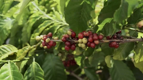 Group of ripe and raw coffee beans (cherries) on coffee tree branch Video stock 137648742