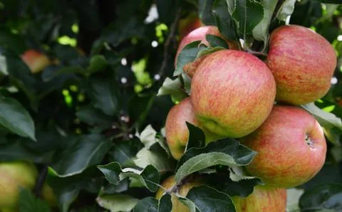 Group of ripe apples on the tree Stock Photos