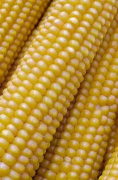 A group of ripe corn cobs Stock Photos