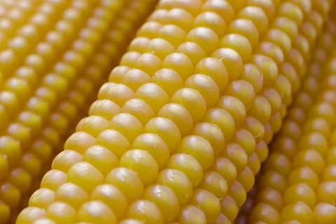 A group of ripe corn cobs Stock Photos