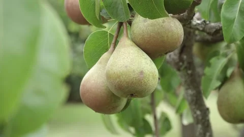 Group of ripe pear fruit on tree Video stock 168742617