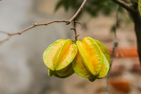Group of ripe starfruit on tree Stock Photos