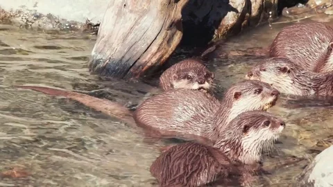 Group Of River Otters Stock Footage 81603959