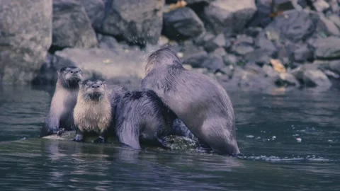 A group of river otters stand on a rock in the river and shake water off Stock Footage 147683435