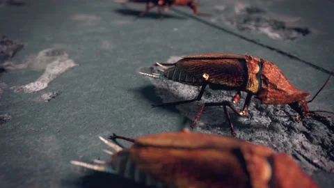 Group of Roaches Walks Side 3D Rendering Animation 4K Stock Footage 141430271