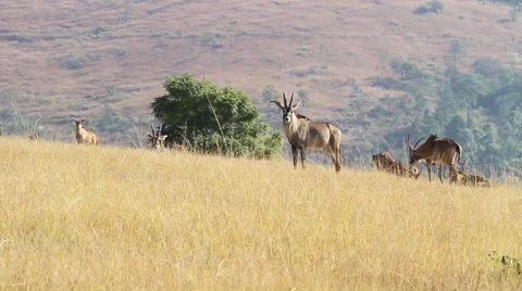 A group of roan antelopes Stock Footage 51769105