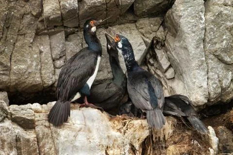 A group of rock shags on a ledge of a cliff in Falkland islands Stock Photos