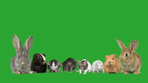 Group of rodents on a green screen Stock-Footage 119868455