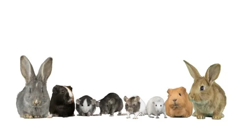 Group of rodents on a white background Stock-Footage 119868461
