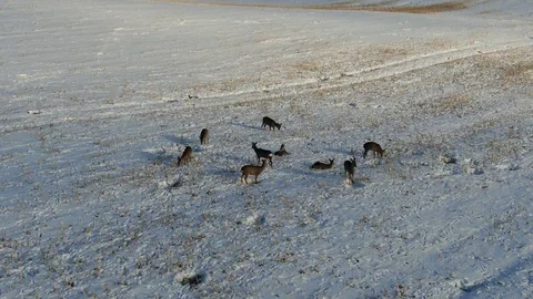 Group of roe dears Stock Footage 101367409