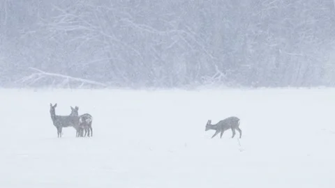 Group of Roe deer on a field during heavy snowfall Stock Footage 169342756