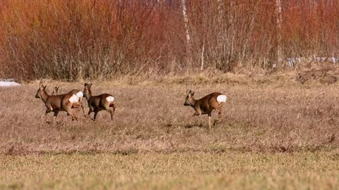 A group of roe deer gets spooked and Stock Video Pond5