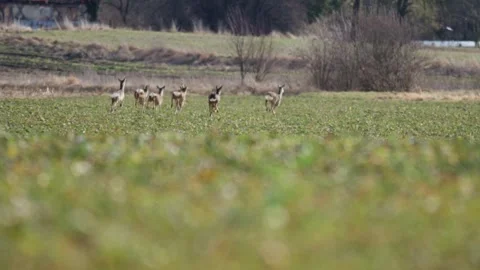 Group of roe deer grazing calmly on farmland with farm structures in backgr.. Video stock 332502374