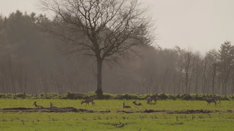 Group of roe deer resting and grazing on a field. 4K 60fps. Stock Footage 334032486