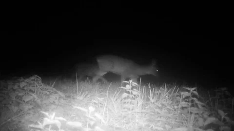 Group of Roe Deer (Roebuck or Capreolus Stock Video Pond5