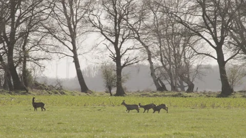 Group of roe deer running across a green field. 4K 60fps. Stock Footage 334034589