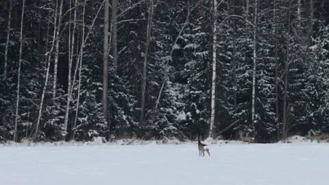 Group of Roe deer walking on a snowy field Stock Footage 150258481