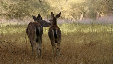 Group of Roe Deer in Woods Stock Footage 87855919