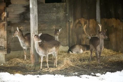 Group of roe deers in captivity Stock Photos