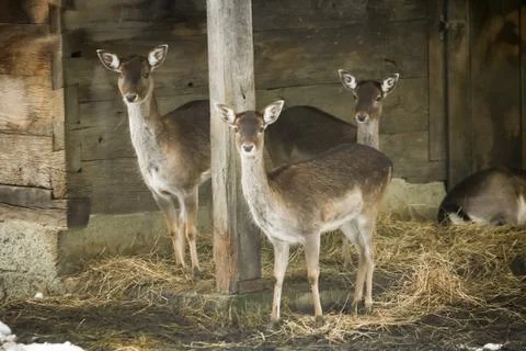 Group of roe deers in captivity Stock Photos