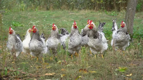 Group of roosters on a  free range.  Pasture-raised chicken roaming free on.. Stock Footage 287214322