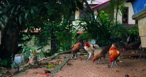 Group of roosters pecking under tree canopy, multiple birds moving across leaf Stock Footage 321563949