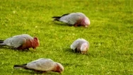 Group Of Rose-Breasted Cockatoos Searching For Food In Grassy Lawn, 4K 30P Stock Footage