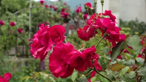 Group of roses in a garden Stock Footage 82695600