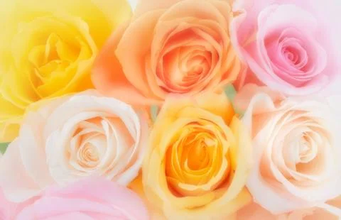 A Group of Roses - Softened Stock Photos