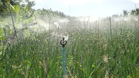 Group of rotating sprinkler spraying water in farm and Aloe vera planting area Stock Footage 132852282