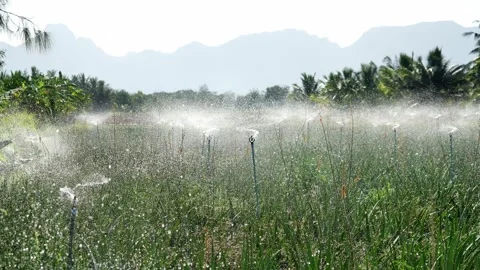 Group of rotating sprinkler spraying water in farm and Aloe vera planting area Stock Footage 132852576